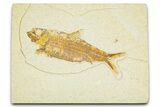 Detailed Fossil Fish (Knightia) - Wyoming #379449-1